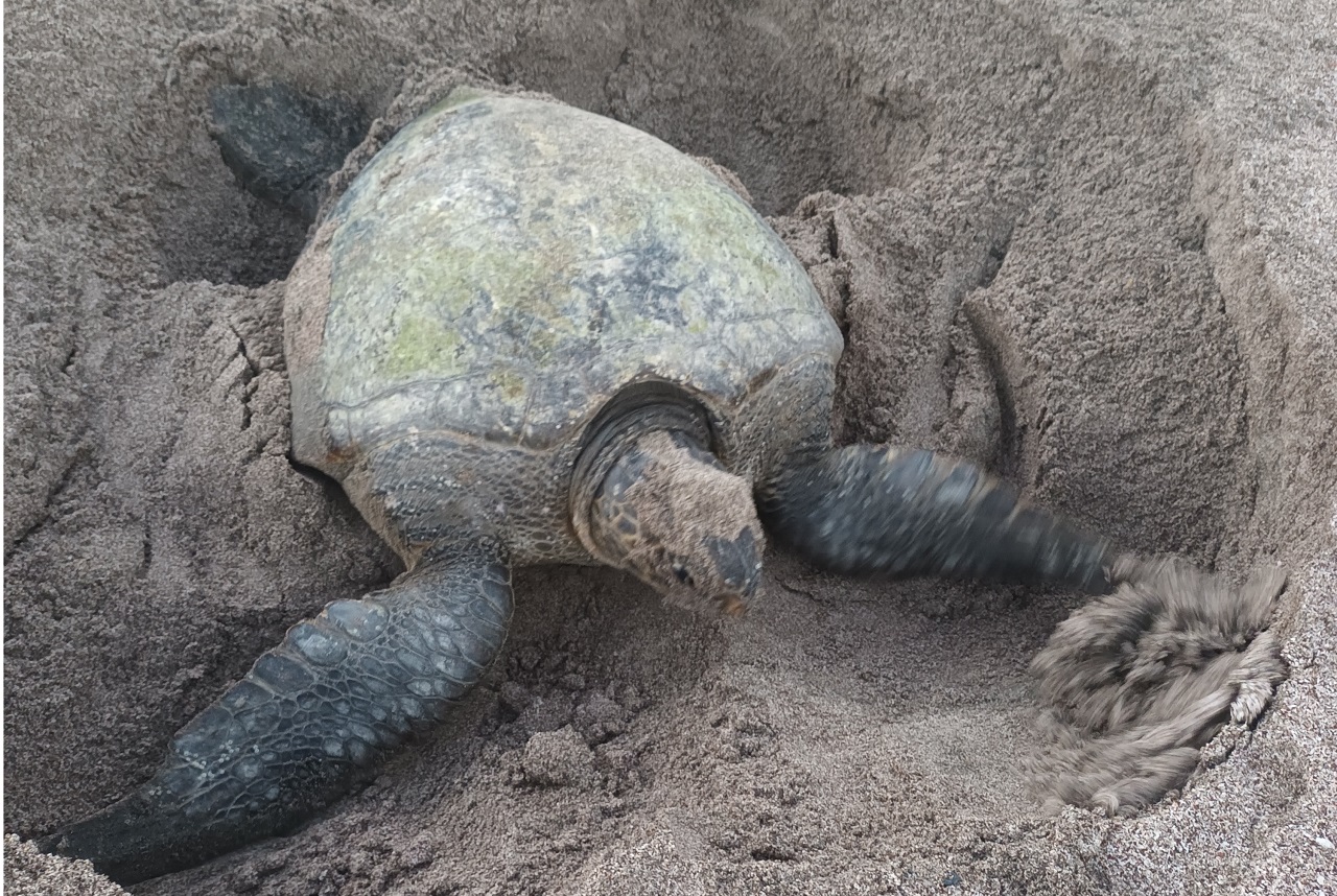 turtle nesting tour