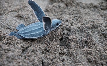 Wildlife Tours in Tamarindo